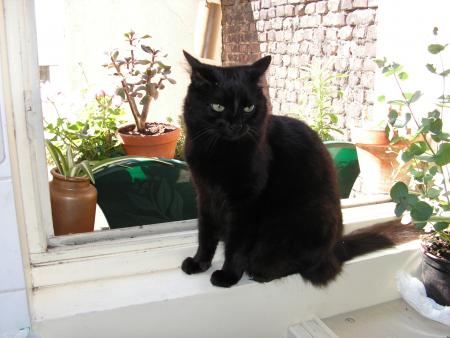 TAZ