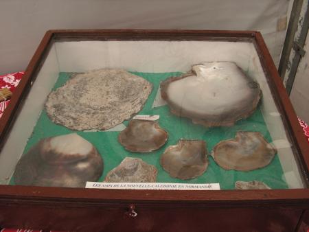 COQUILLAGES