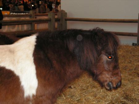 SALON DU CHEVAL